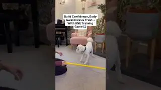 Confidence Building Game For Dogs 🐶 #dogenrichment #dogtricks #dogtrainer