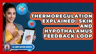 Thermoregulation Explained: Skin And Hypothalamus Feedback Loop - All About Anatomy Answers
