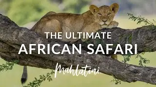 Experience EXCEPTIONAL Luxury Safaris with Mahlatini