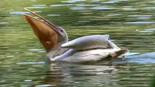 Рожевий пелікан (Pelecanus onocrotalus)