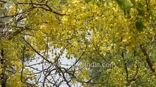Golden Shower, Indian Laburnum or amaltash Tree - Nature&rsquo;s vibrant yellow floral display