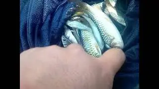 mancing wader cakul