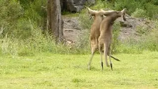 Amazing Kangaroo Fight In Australian Nature Park