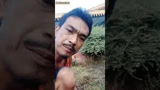 Cleanup a grass at mimey Buddhist temple with playing for kids.@GoldenPlaces_Channel