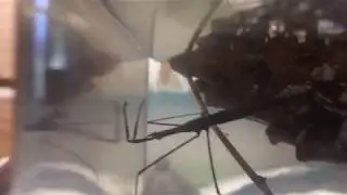 water scorpion