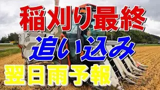 稲刈り最終日　追い込み　翌日雨予報