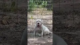 Big Dog of Dogo Argentino #dog #shorts #dogbreed