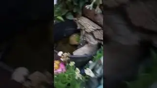 #deadhead #rehab #gardening #flowers #birdbaths #wildlife #nature #tgif #bipolar #birding #peace