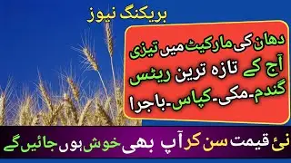 wheat price today in punjab | wheat price today in punjab |گندم کا ریٹ 2023