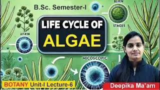 Lecture-6 Life Cycle of Algae | B.Sc. Semester-1 Botany Unit-1 #bsc #botany