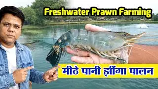 Scampi Prawns Farming in India -Jhinga Farming In India-झिंगा पालन -Freshwater Prawn Farming
