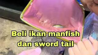 Beli ikan man fish dan sword tail di jln kembang beji