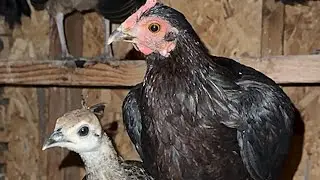 Gullible chicken ends up raising peacock