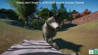 Лесные волки / серые волки (или Canis lupus) #животное #дикая природа #кокопа