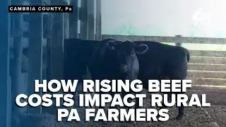 Beef prices soar as cattle numbers hit historic low; PA farmers weigh in
