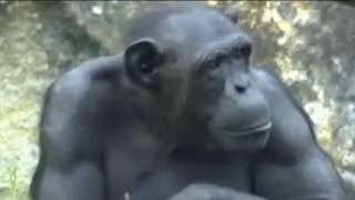 Conservation Collection: (Test Video)- The Bush Meat Crisis