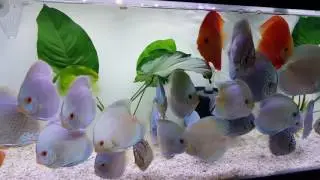 Discus fish Malaysia shipment 4-25-17 Discusman.ca
