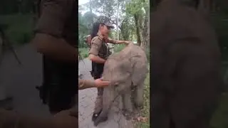 LITTLE ELEPHANT #elephant #elephantstories #elephantattack #elephantsong #forestlife