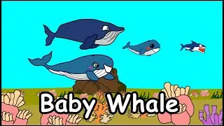 Baby Whale
