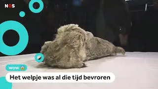 Gevonden leeuwtje blijkt 28.000 jaar oud