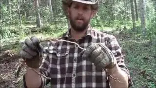 Primitive Spruce Cordage