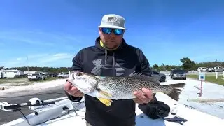 Jigging Artificial Reefs for huge Gray Trout and Atlantic Bonito in Morehead City , North Carolina