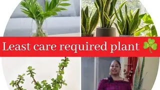 Robust and carefree plant care || Plant that is hard to kill #zzplant #snakeplant #jade #robust