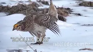 Passaro dan&ccedil;ando