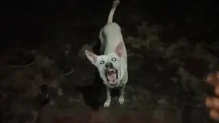 Catching Food in Air  🍞🥖🤤🤤  #viral #trendingshorts #dogs #catching #dogshorts #air #bread #trending