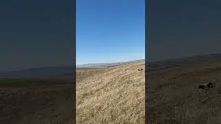 This hen went straight up hill! #pheasanthunting #pointer #hunting #shorts #viralshorts #shortsfeed