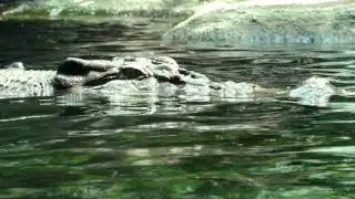 Crocodile swimming on Wild Life Sydney.MPG