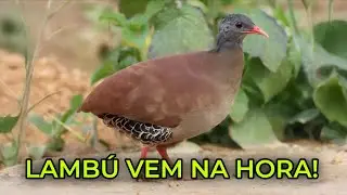 O MELHOR CANTO DE LAMBÚ PÉ VERMELHO 2026 | CHAMA PODEROSA PARA ATRAIR