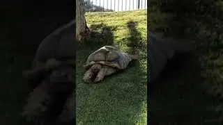This Tortoise will Blow your mind! Tortoise slides down hill. #tortoise #tortoisevideo