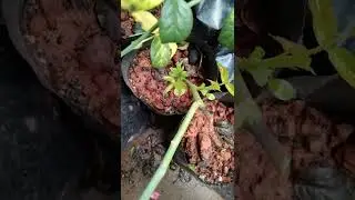 Perkongsian: Hasil Teknik Pembiakan 'Own Root' secara mudah (By Dr Uks)