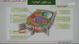 العلوم للصف الأول الاعدادي | عنوان الدرس : عالم الخلايا