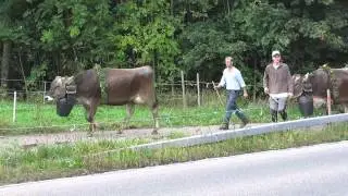 Schweizer Kühe ziehen zur Schau, Betrieb Abächerli