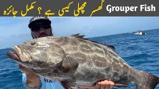 Gissar-Grouper-Hamour Fish complete Information| Biggest Fish Market in Karachi
