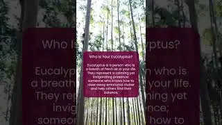 Who Is Your Eucalyptus?