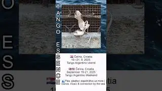Tango Essence &ndash; Tango Argentino Sea Weekend  September 19&ndash;21, 2025, Čelina, Croatia  #tangoargentino