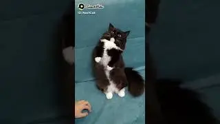 OMG So Cute TikTok &hearts; Best #tiktok Funny Cat Videos 2022 #shorts #Cats&dogs