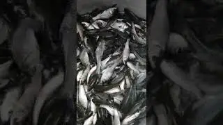 Quality fish seed IMC
