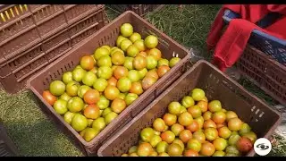 Conozca cuáles son los requisitos que debe tener para el cultivo de tomate - La Finca De Hoy
