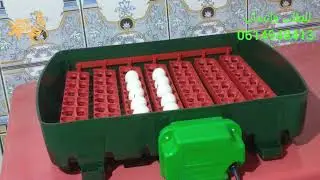 وضع البيض في فقاسة ريفر