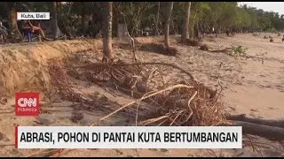 Abrasi, Pohon di Pantai Kuta Bertumbangan