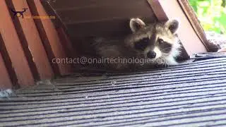 Pest Control Demo