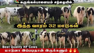 முதல் தர 32 HF மாடுகள் கருங்கல்பாளையம் சந்தையில் |கறவைக்கேற்ற தரமான மாடுகள் #karungalpalaiyamsandhai