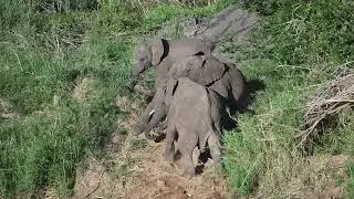 Young Elephants playing around ! Cute video