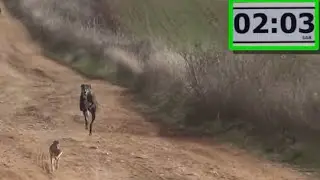 12.- Galgos vs Liebres XII --- Greyhounds vs Hares XII (Carrerooooon)