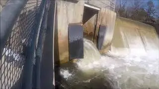 AMAZING Rainbow Trout Run 2019   Port Hope, Ontario