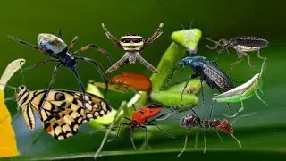 Get to know the character of the praying mantis insect
